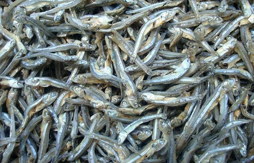 平潭丁香魚(yú)